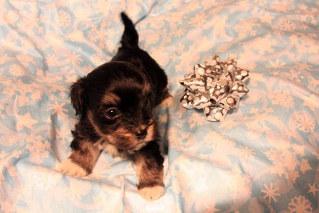 havanese-puppies